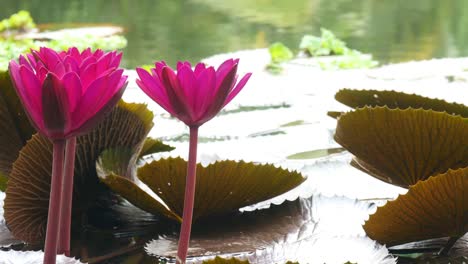 rote-und-Rosa-Lotus-Blüte