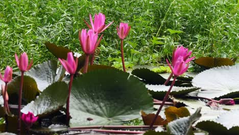 Loto-rojo-y-rosa-flor