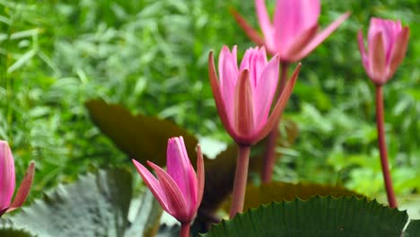 red-and-pink-lotus-blooming