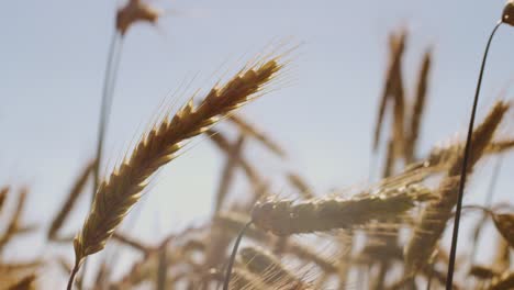 Beautiful-wheat-field-with-blue-sky-and-epic-sun-light---shot-on-RED