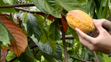 Der-Kakao-Baum-mit-Früchten.-Gelbe-und-grüne-Kakao-Hülsen-wachsen-auf-dem-Baum,-Kakao-Plantage-im-Dorf-Nan-Thailand.