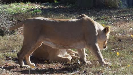 Leona-asiática-(Panthera-leo-persica).-Una-especie-en-peligro-crítico.