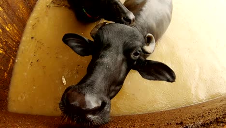 Buffalos-in-water-under-rain-close-up-in-river-Ganga-look-in-camera-flooded-Manikarnika-burning-ghat-Varanasi-top-view