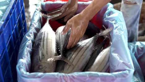 Bucket-of-full-Fresh-Tuna-Fish-at-fish-market-Indonesia