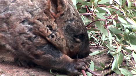 aussie-wombat