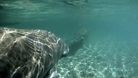 West-India-Manatee-respiración-de-aire