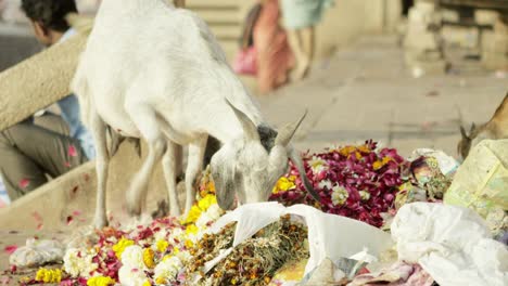 Cabra-comiendo-colorido-flores.