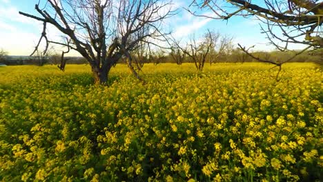 4k-Aerial-Birds-Eye-View-of-yellow-field-of-flowers-tracking-through-dormant-orchard-trees-with-blue-sky-wispy-clouds-stabilized