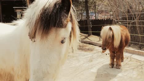 Caballo-miniatura-encantadores-en-el-zoológico