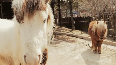 Adorable-Miniature-horse-in-the-zoo