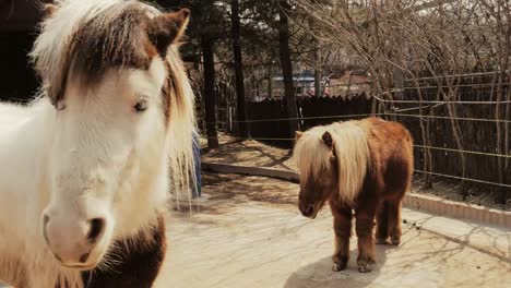 Caballo-miniatura-encantadores-en-el-zoológico