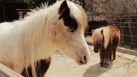 Caballo-miniatura-encantadores-en-el-zoológico