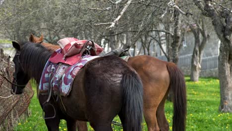 Close-up-on-chestnut-horse-grazing