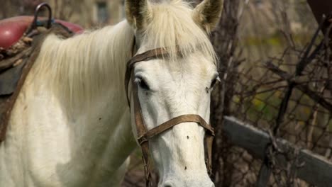 Close-up-on-chestnut-horse-grazing