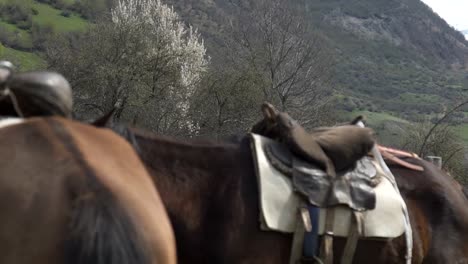 Close-up-on-chestnut-horse-grazing