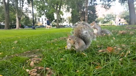 CLOSE-UP-Curious-hungry-wild-squirrels-looking-for-nuts-after-being-fed-by-human