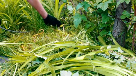 Man-mows-a-grass-with-the-help-of-an-ancient-hand-scythe