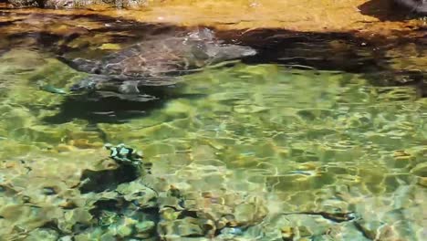 Sea-Turtles-Swimming