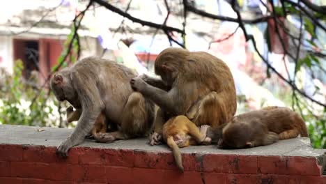 Monkeys-in-the-city-of-Kathmandu