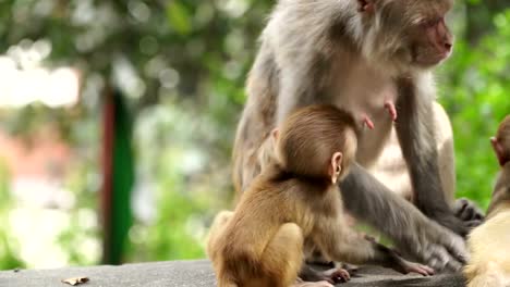 Monkeys-in-the-city-of-Kathmandu