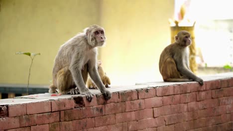 Monos-en-la-ciudad-de-Katmandú