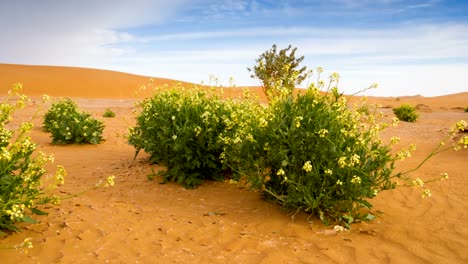 Oasis-en-el-Sáhara-desierto-rotación-timelapse