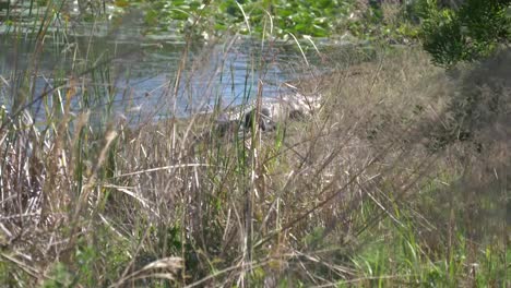 Amerikanischer-Alligator-zu-Fuß