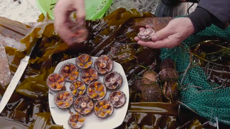 Closeup-Man-Hand-With-A-Knife-Cuts-A-Sea-Urchin-In-Half-And-Puts-It-On-A-Plate