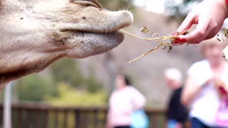 Tourist-feeding-camels-in-4k