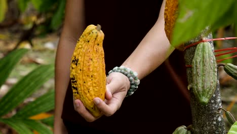 El-árbol-de-cacao-con-frutas.-Amarillas-y-verdes-las-vainas-de-cacao-crecen-en-el-árbol,-plantación-de-cacao-en-el-pueblo-de-Tailandia-de-Nan.