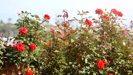 Rosas-en-el-jardín-en-4k