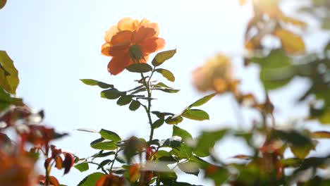 Rosas-en-el-jardín-en-4k