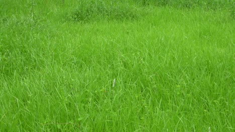 Fresh-green-grass-growing-up-in-monsoon.