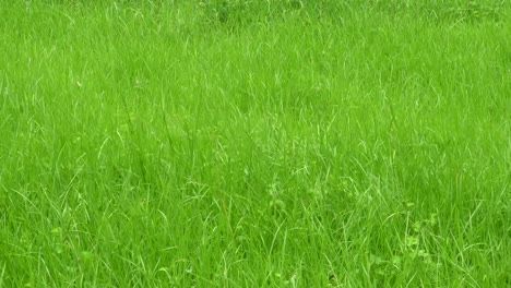 Fresh-green-grass-growing-up-in-monsoon.