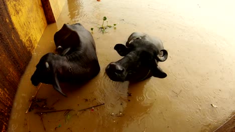 Büffel-im-Wasser-unter-Regen-aus-der-Nähe-im-Fluss-Ganga-überschwemmte-Manikarnika-brennende-ghat-Varanasi