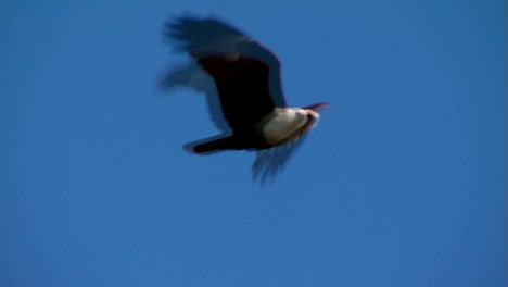 Eagle-floriert-niedrig-über-Felsen,-Brahminenweih-Bald-Sea-Hawk