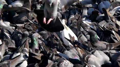 Flock-of-pigeons