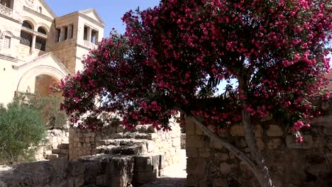 Kirche-hinter-hellen-Baum-in-voller-Blüte-steht