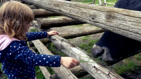 Little-Girl-Feeds-a-Cow-with-Fresh-Grass