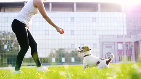 Young-woman-training-little-cute-jack-russel-terrier-in-park,-slow-motion