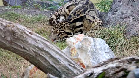 Cloudoed-leopardo-tumbado-en-la-hierba-en-el-parque-zoológico