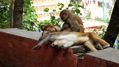 Monkeys-in-the-city-of-Kathmandu