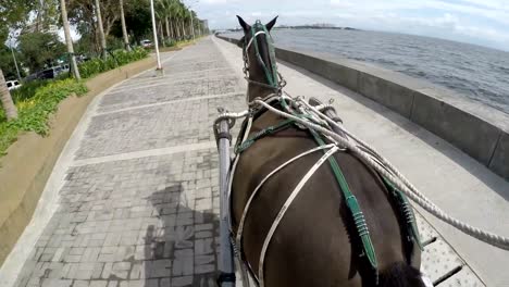 Carro-de-caballo-como-entrenador