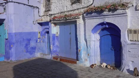 Katzen-auf-blau-Straße-innen-Medina-von-Chefchaouen