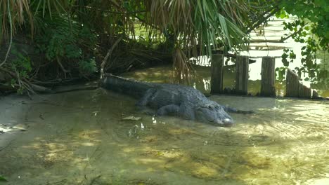 American-Alligator---Alligator-mississippiensis