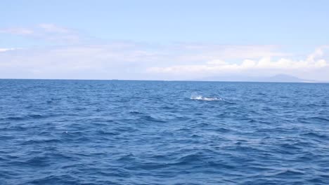 Grindwale-Schwimmen-in-der-Strasse-von-Gibraltar