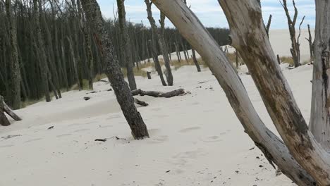 Dry-Dead-Trees-and-Branches-on-Sandy-Desert