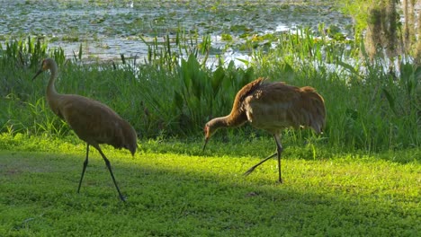 Sandhill-cranes-family-feed-near-lake