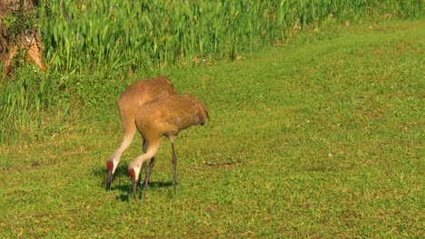 Sandhill-Crane-(Grus-canadensis)---getting-food