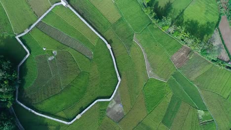 Paddy-field-harvest-and-farming-activities-by-local-farmers-aerial-view-at-daytime,-Yogyakarta,-Indonesia